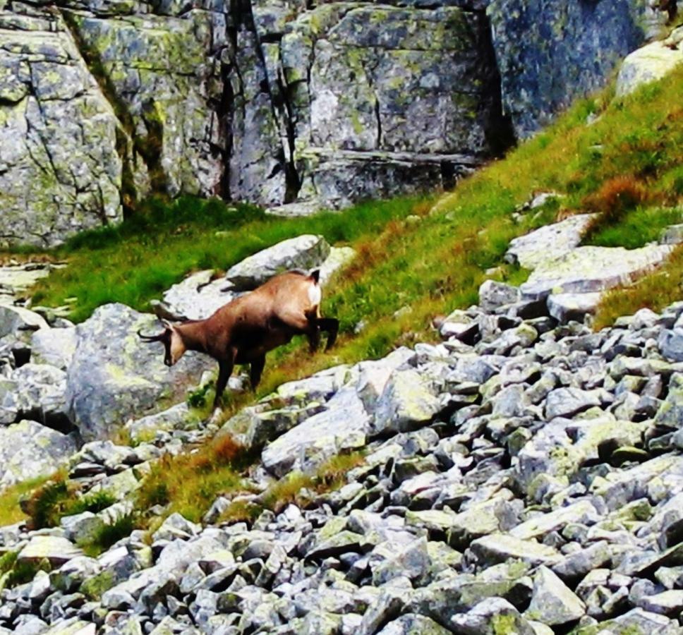 Penzion Alfa Tatry Stará Lesná Exteriör bild